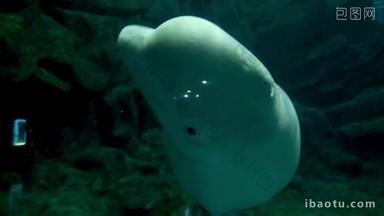 海洋水族馆生物海底白鲸动物萌宠